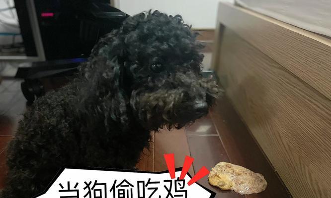 泰迪狗呕吐后吃什么食物好 恢复期营养搭配指南