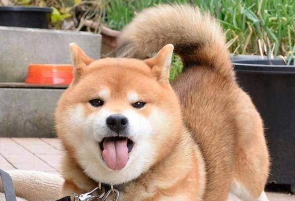 狗为什么吐舌头散热？揭秘狗狗夏季降温生理机制