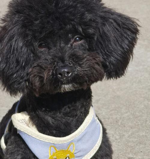 泰迪犬毛发养护全攻略：15个关键步骤让毛发更美丽