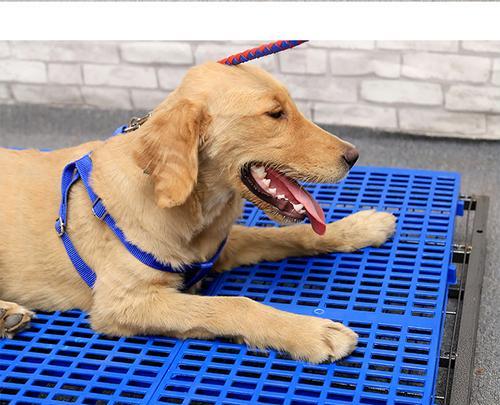 宠物狗脚部受伤怎么处理？常用治疗药物选择指南