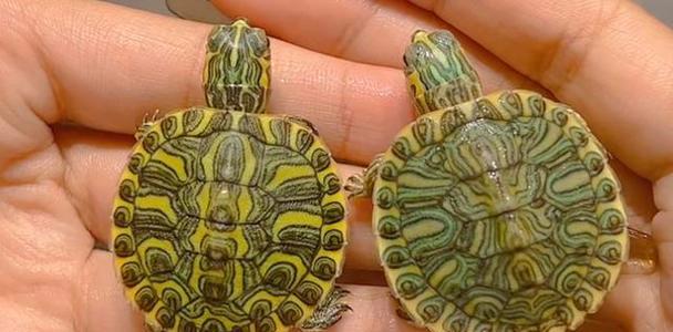 常见乌龟种类特点全解析：如何选择适合的宠物乌龟