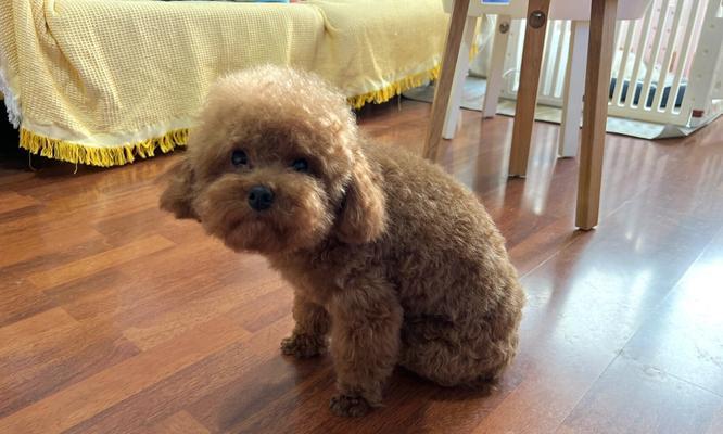 25体身高现象深度解析：以太迪为代表的特殊身高类型研究