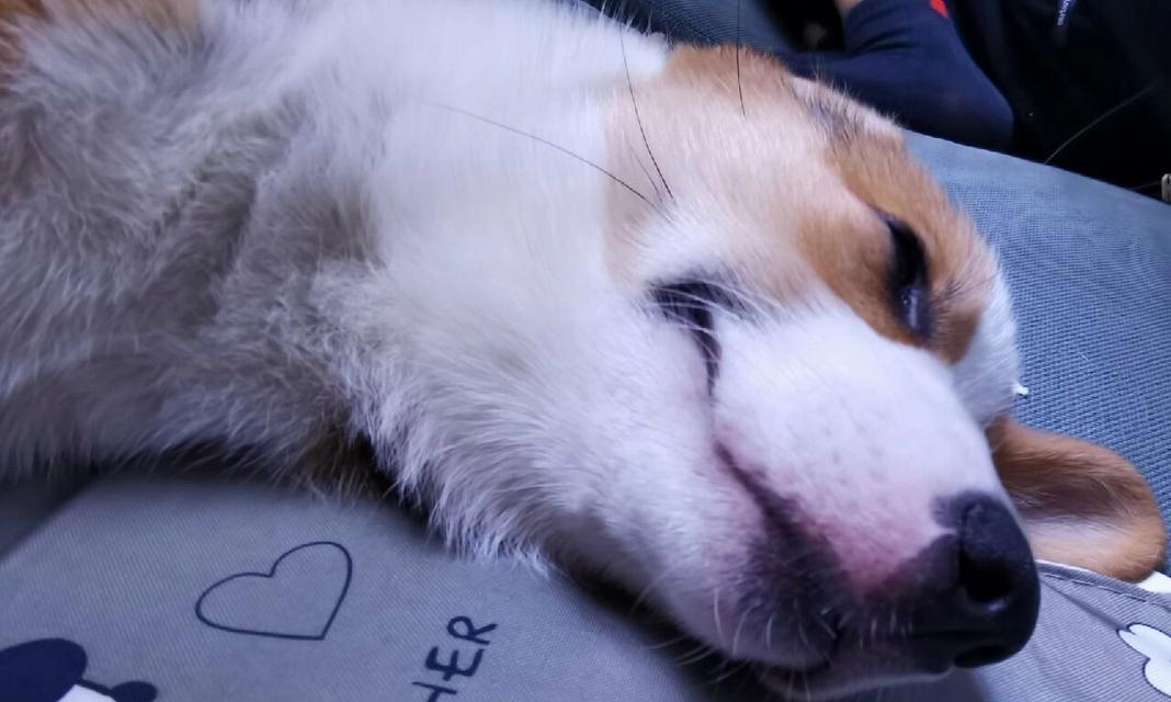 狗狗嘴巴发红的15大原因及解决方法