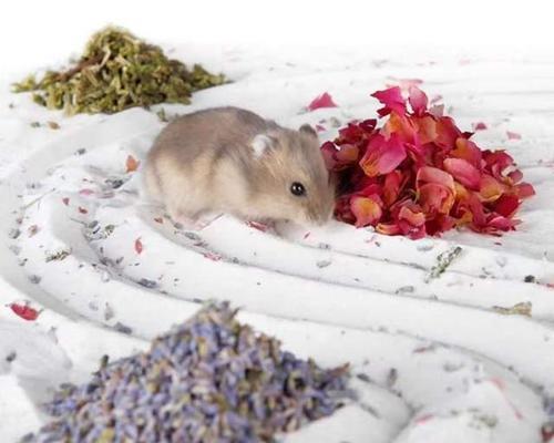 仓鼠洗澡最佳时间选择及注意事项全攻略