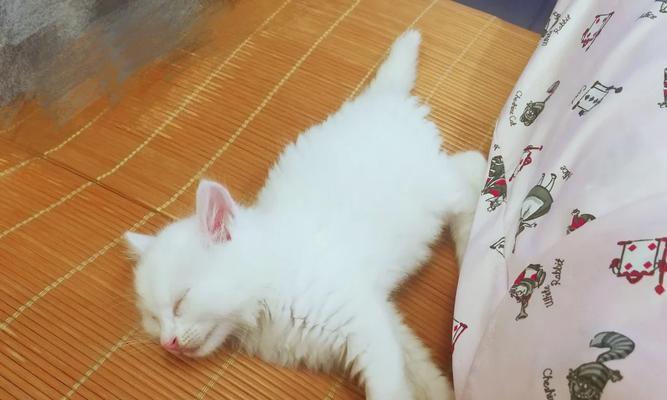 猫咪离乳期完全指南：断奶时间与护理要点详解