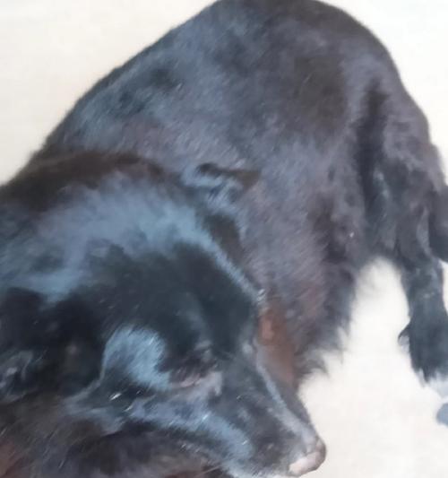 狗狗为什么总爱啃脚？12大原因及有效解决方法