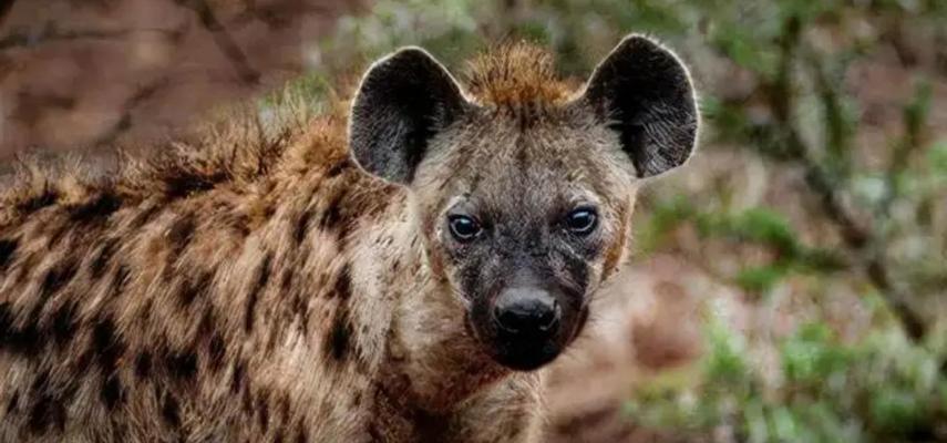 藏獒为什么怕老虎？深度解析两大猛兽间的生态关系