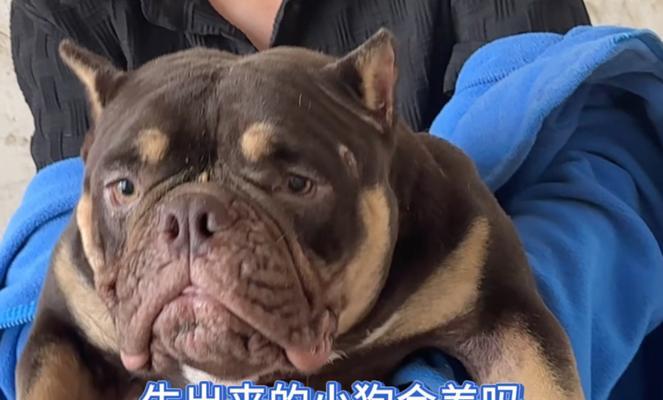 以恶霸狗品种全面解析：外貌性格特征与科学饲养指南