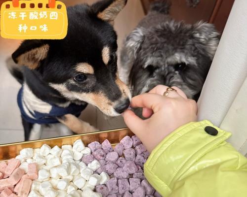 比熊狗零食选择指南：健康美味零食推荐与喂养注意事项
