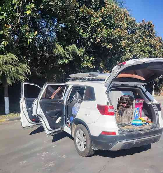 什么车适合带狗出行？15种车型选择指南