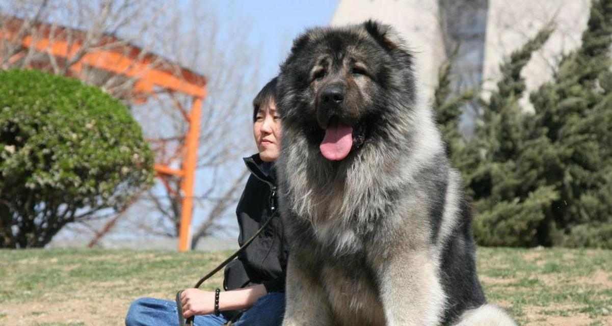 为什么有些狗长得像高加索犬？揭秘犬种外貌相似的遗传奥秘