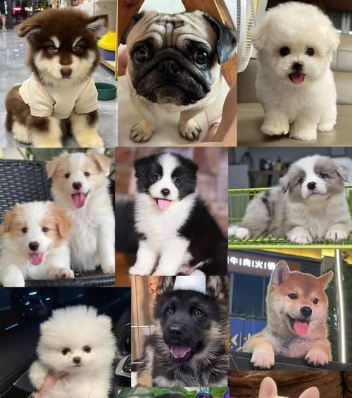 经济实惠的大型犬推荐：预算友好型宠物狗选择指南