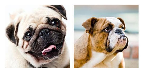 英斗与法斗的区别对比：外貌特征性格训练全面解析