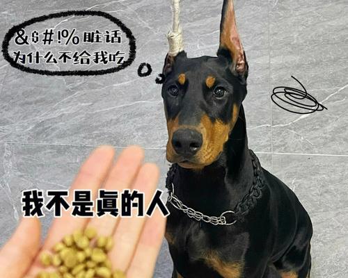 杜宾犬饮食指南：营养需求与健康喂养全攻略