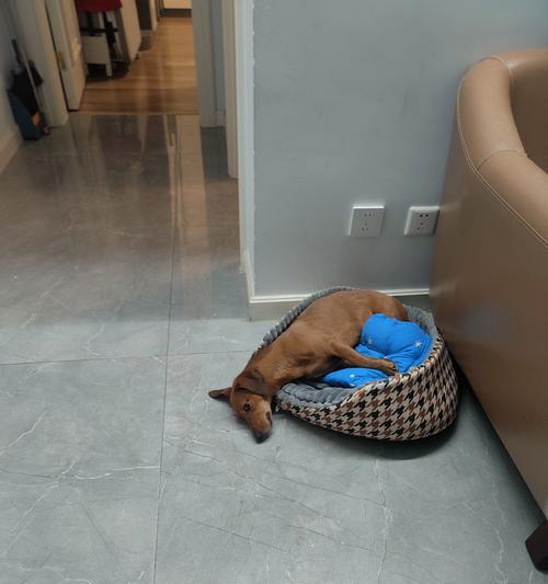 友善巨型犬品种推荐 不咬人的温和大型犬有哪些