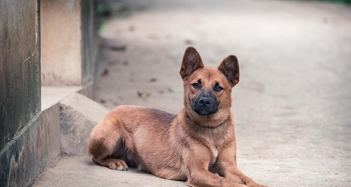 土狗为什么适合做宠物？15个理由证明它们是理想伴侣