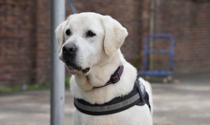 警犬品种选择指南：德牧马林诺斯拉布拉多哪个更适合