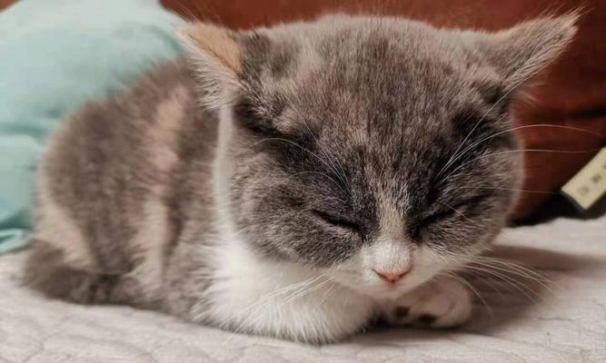 小猫疫苗接种全攻略：种类时机注意事项详解