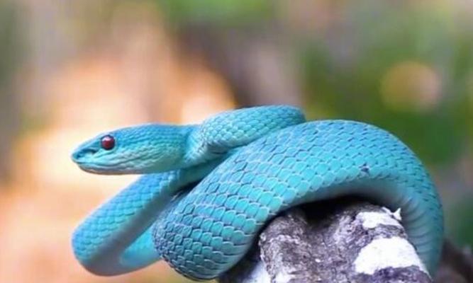 世界各地蛇类食用文化探秘：不同蛇种美食传统与烹饪方式