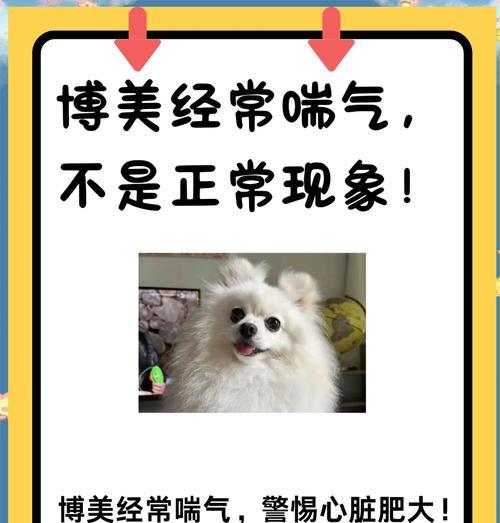 狗狗伸舌头喘气的真正原因解析，主人必知的健康信号识别