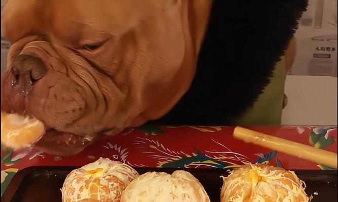 幼犬可以吃什么水果？安全营养的水果选择指南