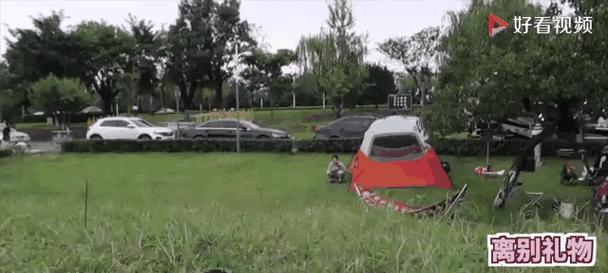 狗狗为什么爱拆东西？15大原因深度解析及解决方法