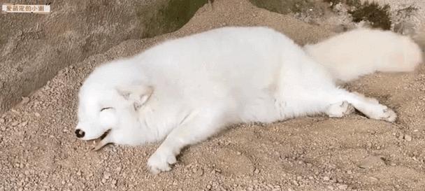 家养狐狸品种选择指南：适合家庭的狐狸类型推荐