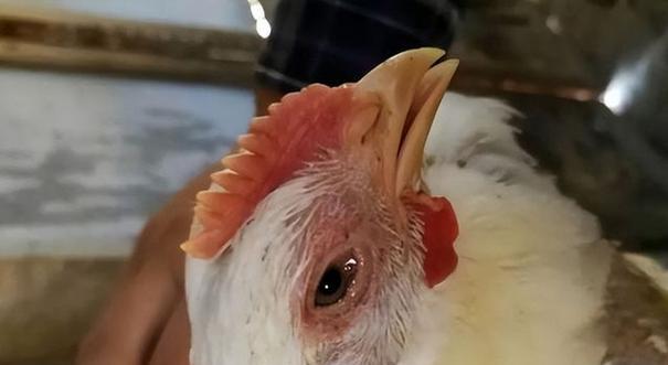 斗牛犬咳嗽药物治疗全攻略，有效缓解呼吸不适提升生活品质