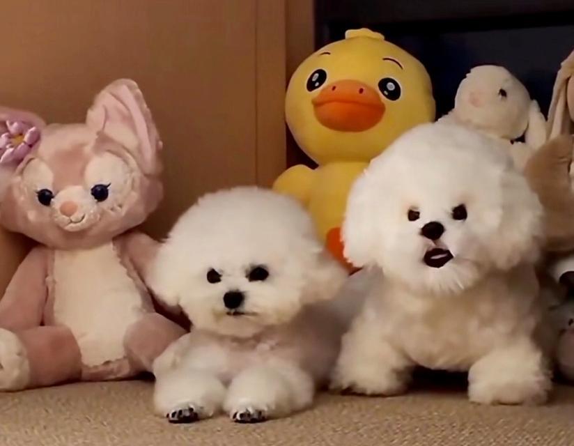 狗半夜跑出去的原因及解决方法全解析