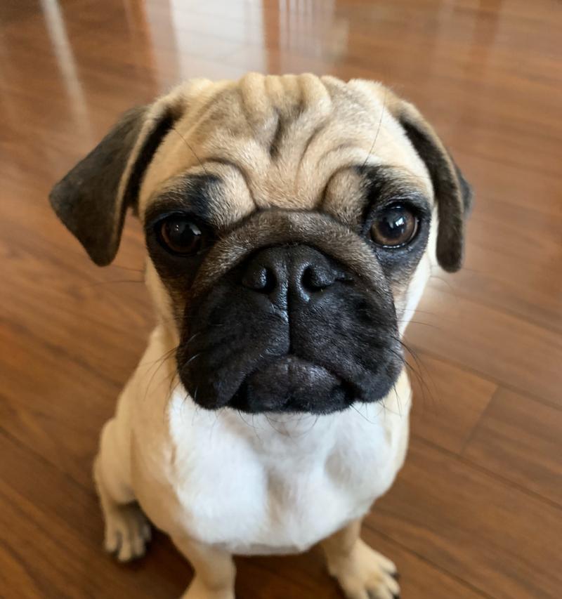 狗的眼神传递的情感密码：从温柔到忠诚的真挚表达