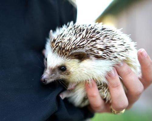 刺猬不能吃什么食物_宠物刺猬饮食禁忌指南