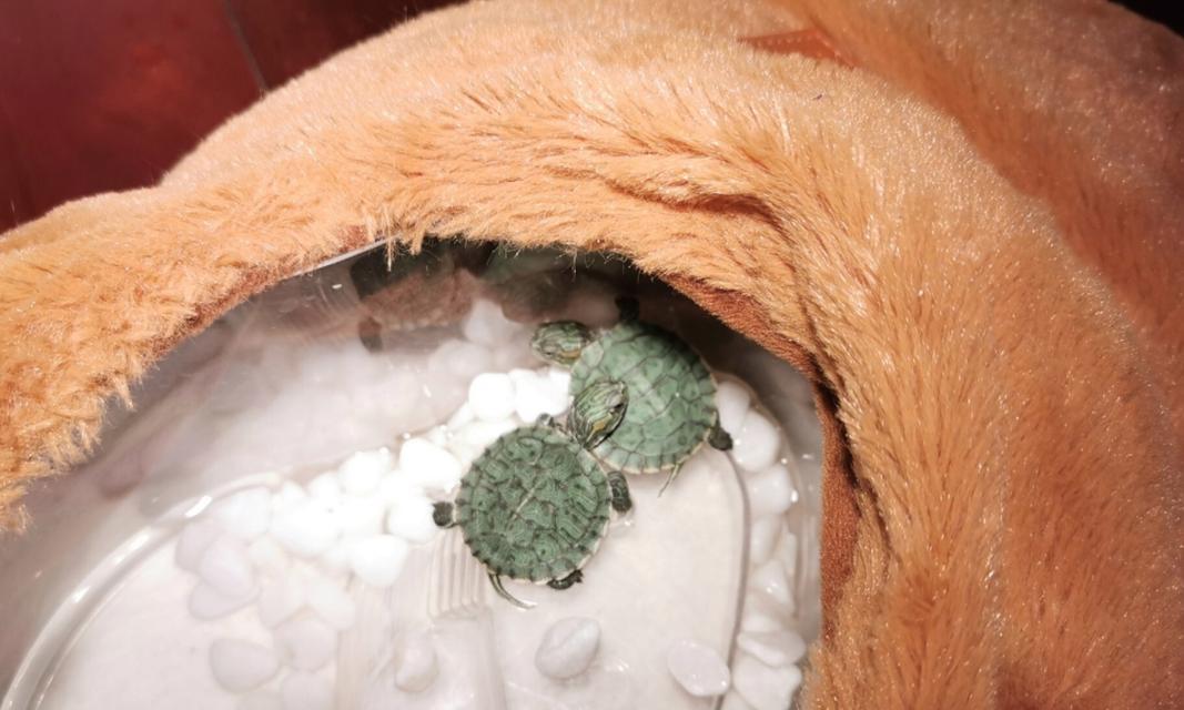 小巴西龟饲养指南：如何选择和管理优质饮用水源