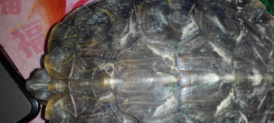 乌龟烂甲原因分析与综合预防方法全解