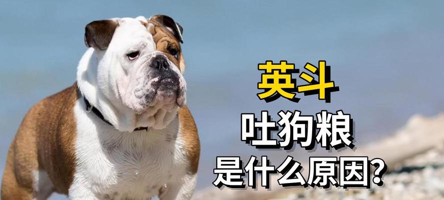 狗狗为什么要吃狗粮？营养均衡与健康益处全解析