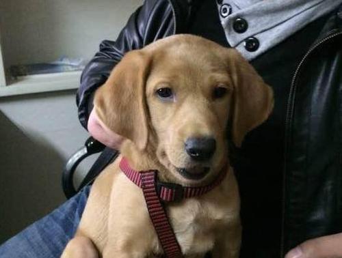 拉布拉多犬飞耳的秘密：功能保护与遗传特征解析