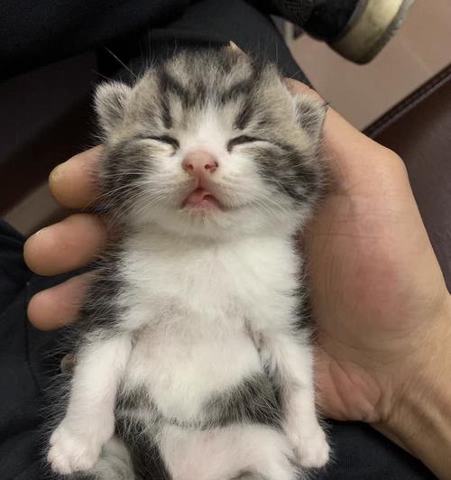 家猫饮食指南：营养均衡与健康喂养全攻略