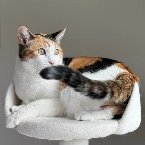 散养宠物的乐趣与挑战：自由生活的全面指南