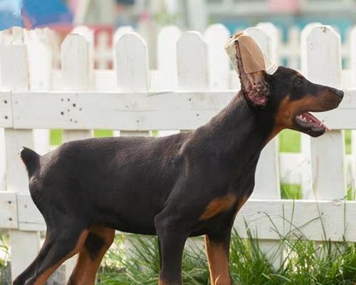 杜宾幼犬断尾最佳时间及注意事项详解