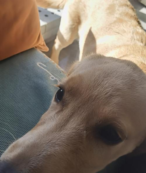 金毛幼犬伸舌头急喘气原因解析及应对方法