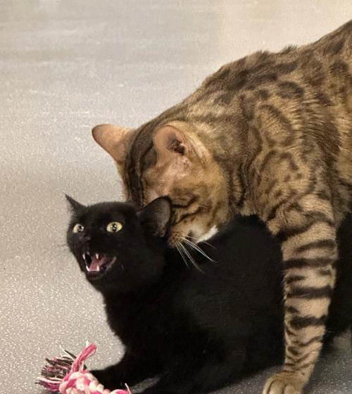 Jerry狗品种特点全解：温顺友好易训练的家庭宠物