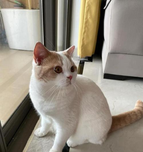 猫科动物心肌厚度影响因素全解析，遗传饮食疾病多维度研究