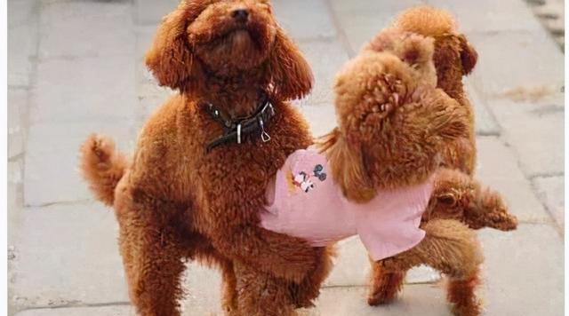 公泰迪狗抱腿行为的15种心理解读与应对方法