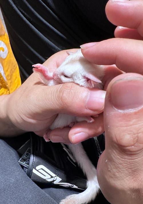 蜜袋鼯幼崽吃什么食物 营养需求与饮食习惯全解析