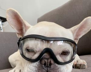 宠物眼镜的作用与选择指南：保护宠物视力健康的重要装备