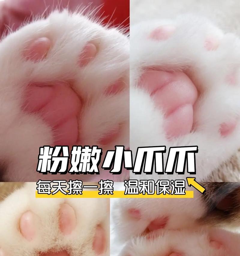 猫脚垫颜色的秘密：黑色白色及其他色彩的形成原因