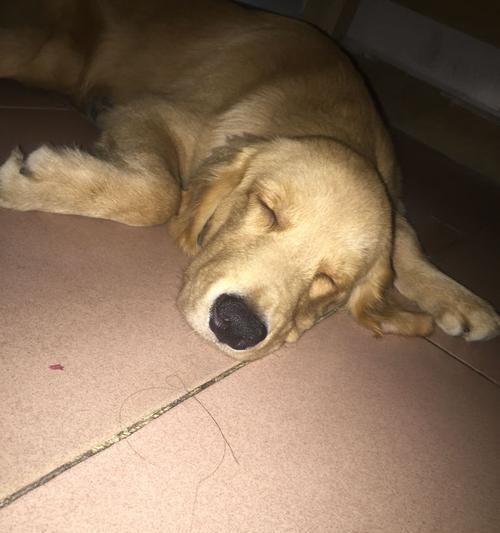 金毛犬饮食禁忌与药物反应全攻略，科学喂养保健康