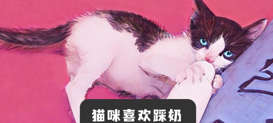猫咪踩奶行为的多重含义解析