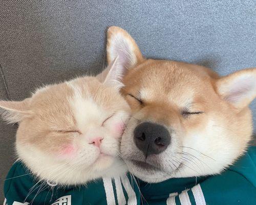 法斗比金毛贵的原因分析：多重因素影响价格差异