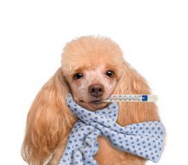 狗罐装病毒传播途径症状及防控措施全解析