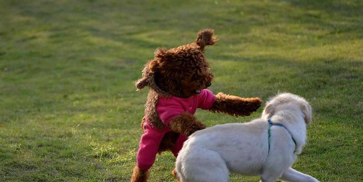 狗狗只生男孩的科学真相：遗传环境多重因素影响